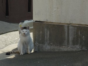No.068 「港の猫」