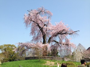 No.094 「大きな春」