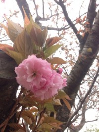 No49 八重桜