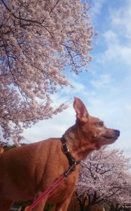 No58 春爛漫！愛犬と満開に咲き誇る桜